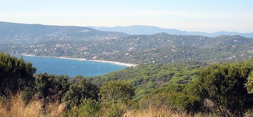 Pins parasols et massif des Maures