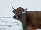 nos vaches aubrac