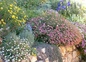 jardin fleuri en restanques, villa jacaranda