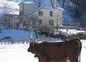 à la vache