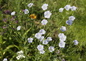 fleurs du jardin
