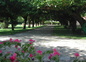 Allée des mûriers