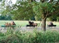 Nos chevaux