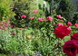 Le jardin