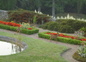 CHEVREUILS DANS LES JARDINS