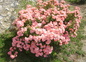 petite rose