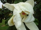 magnolia