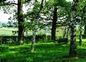 Une partie du jardin