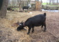 Bernadette et ses petits chevreaux