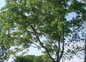 L'un des noyers du jardin