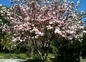 Magnolia Mars 2012