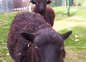 moutons de ouessant