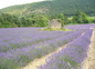 champs de lavande