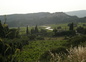 les vignobles