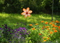 JARDIN FLEURI