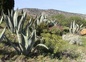 Agaves
