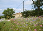 la prairie fleurie et la maison