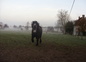 percheron