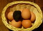 truffes de la propriété