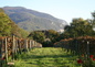 Vignes Bugey