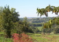 vue