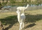 10 quelques lamas du domaine de shanti