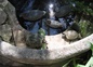 Bassin aux tortues