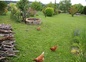 Les poulettes en vadrouille