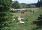 Les chevaux de la bastide