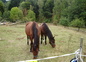 charly et comtesse