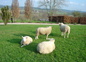 moutons normands