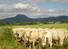 gites