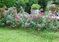 Fleurs