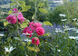 Jardin de la propriété
