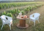 Apéro aux pieds de nos vignes