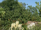 Le Jardin