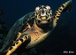 Tortue imbriquée