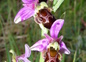 Au royaume des orchidées sauvages