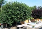 Jardin Location
