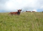 vache salers de l'exploitation