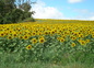 Champ tournesol